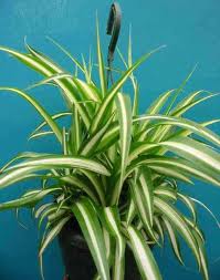 Spider Plant